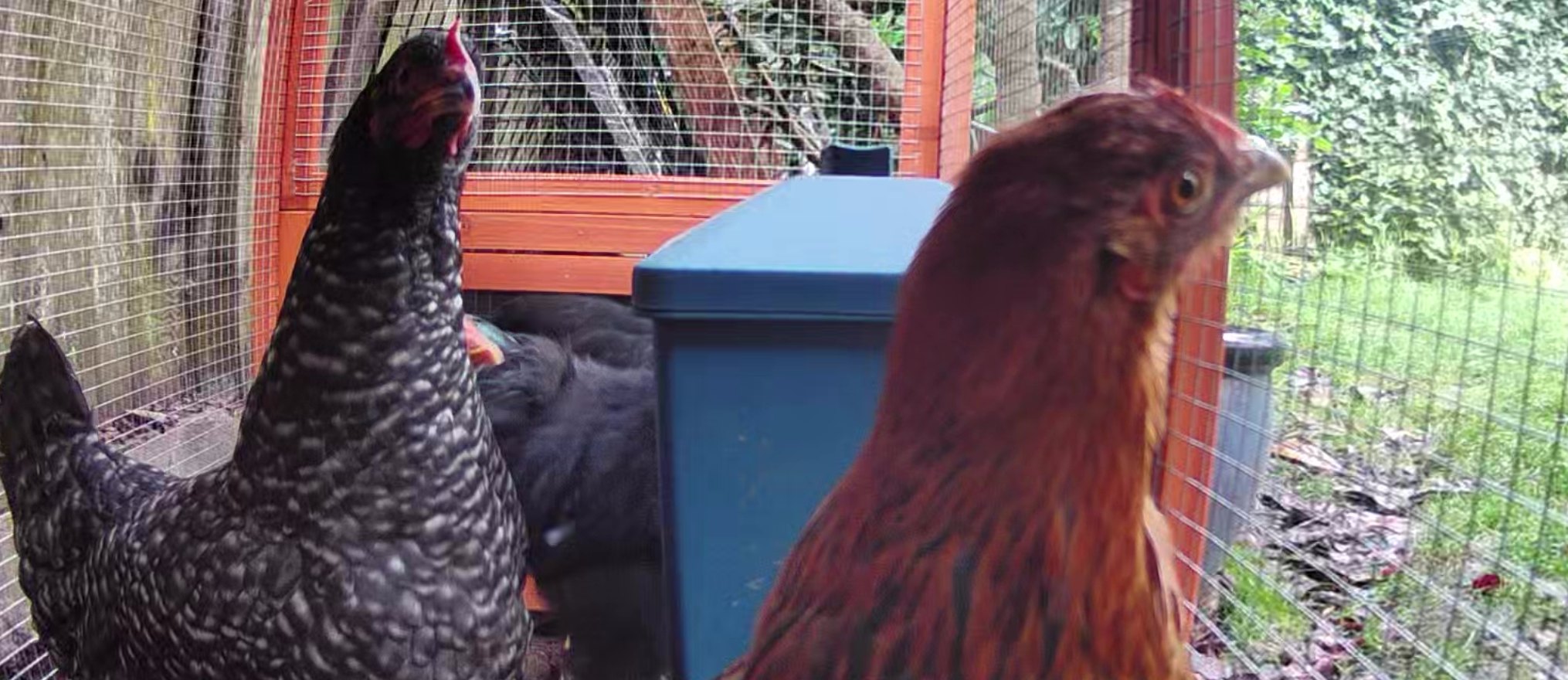 Chickens inside a wire-enclosed coop run